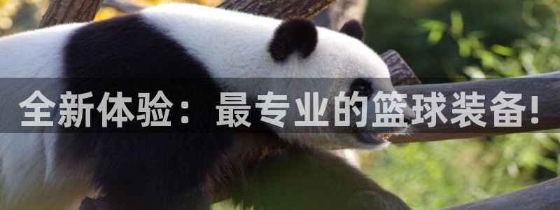全新体验：最专业的篮球装备!